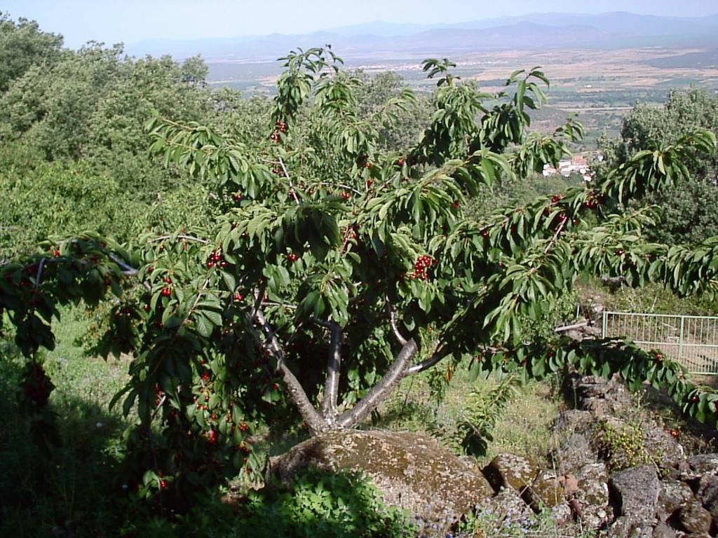 La Dehesa * Casas del Monte